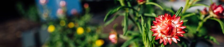 Pollinators in the Garden