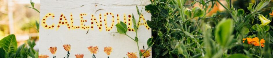 Funding School Gardens